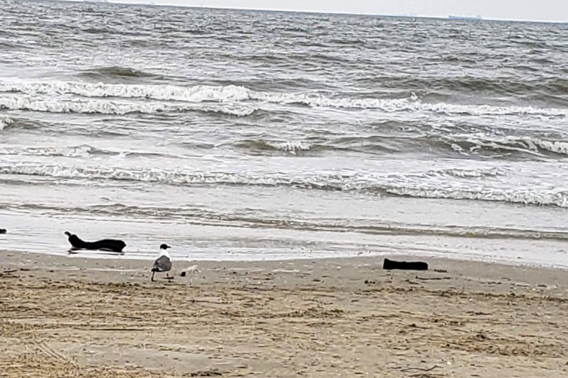 Texas beach bird